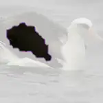 Laysan Albatross