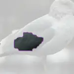 Ring billed Gull