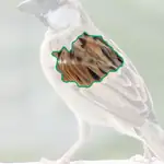House Sparrow