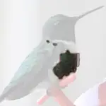Ruby throated Hummingbird