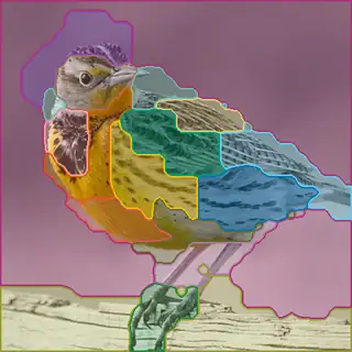 Western Meadowlark, concepts