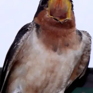 Barn Swallow