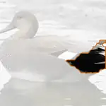 Gadwall