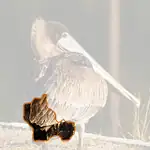 Brown Pelican