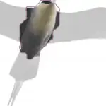 Long tailed Jaeger