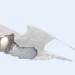 Pomarine Jaeger