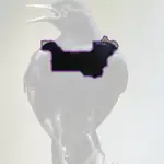 Boat tailed Grackle