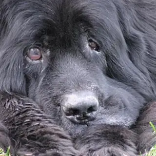 Newfoundland