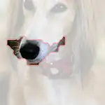 Saluki