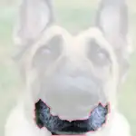 German shepherd