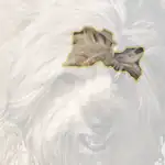 Tibetan terrier