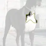 Great Dane
