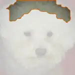 toy poodle