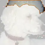 standard poodle
