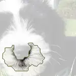 Tibetan terrier