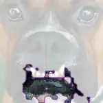 boxer