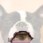 Boston bull