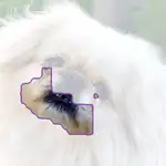 Pekinese