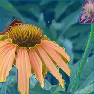 purple coneflower, concepts