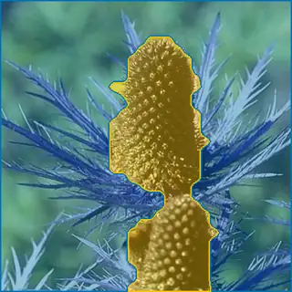 alpine sea holly, concepts