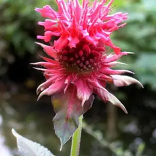 bee balm