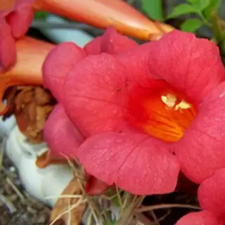 trumpet creeper