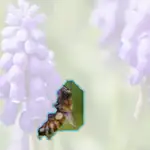 grape hyacinth