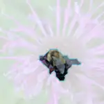 bee balm