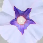 morning glory