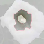 thorn apple