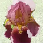 bearded iris