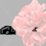carnation