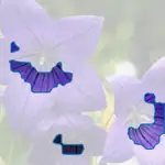 balloon flower