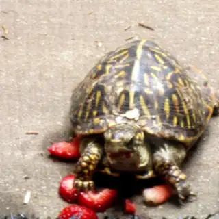 terrapin