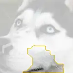Eskimo dog
