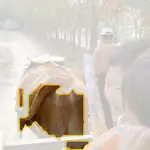ox