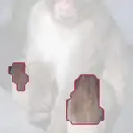 patas