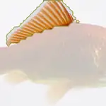 goldfish